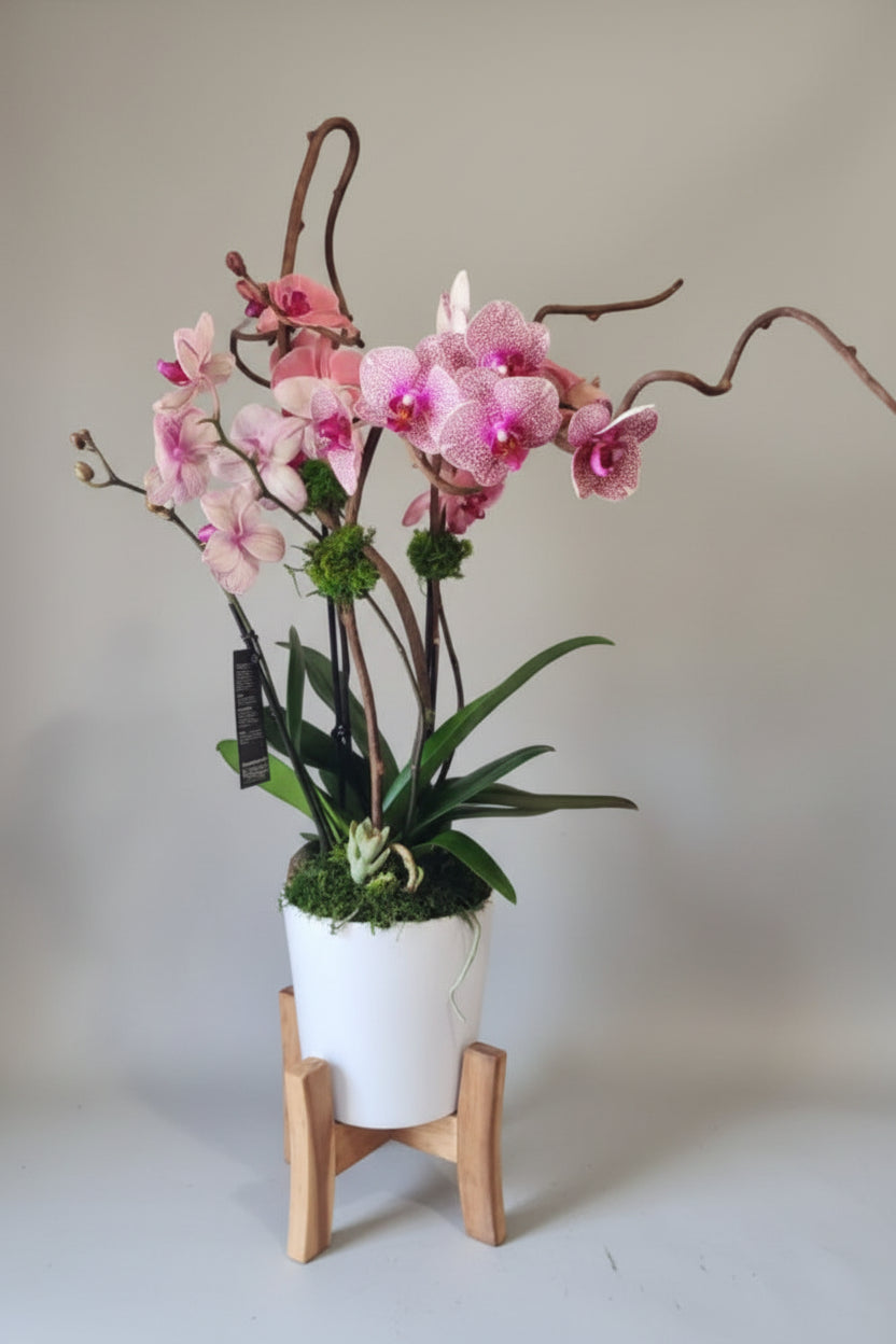 Aphrodite's Orchid Elegance